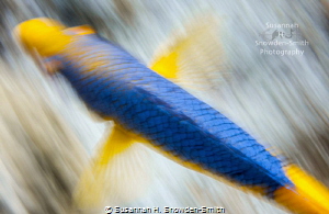 "In Flight"

A Spanish hogfish races across a reef, the... by Susannah H. Snowden-Smith 